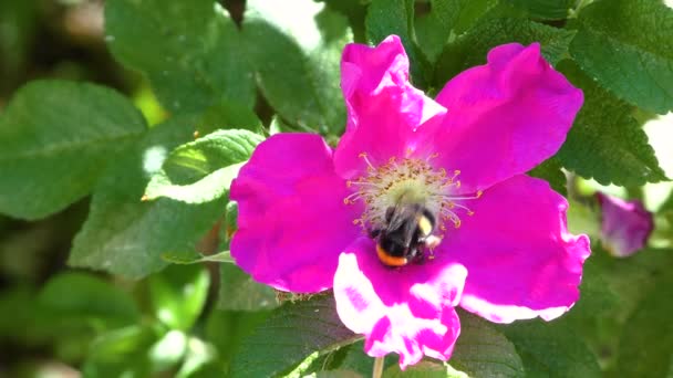 Bumblebee Collecting Pollen Pink Rosehip Flower — Stock Video