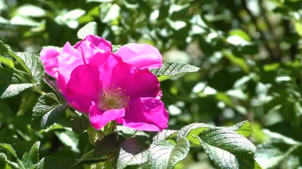 Flores Rosas Silvestres Día Soleado Ventoso Flores Rosa Rosa Rosa — Vídeo de stock