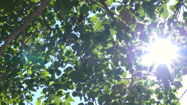Sonnenstrahlen Durch Grüne Blätter Blick Von Unten Nach Oben — Stockvideo