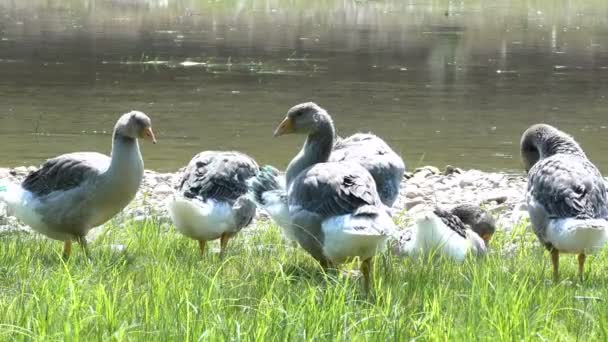 夏に川のほとりで羽を掃除するガチョウの群れ — ストック動画