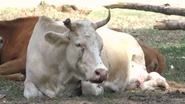 日陰には噛む牛が休んでいる 牛は首を振る彼女の顔に虫を追い払うために — ストック動画