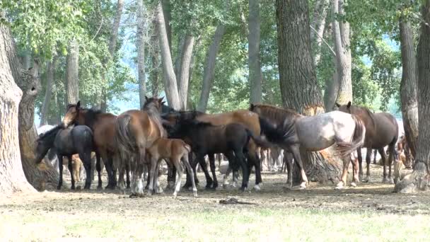 Cavalos Pastam Descansam Entre Árvores Rússia República Bashkortostan — Vídeo de Stock