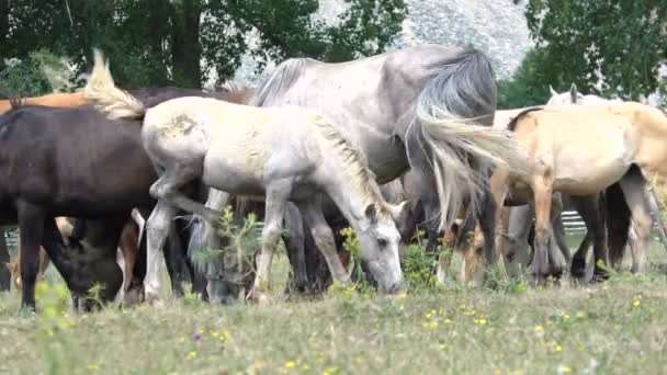 Les Chevaux Mangent Herbe Dans Les Pâturages Troupeau Chevaux Paissent — Video