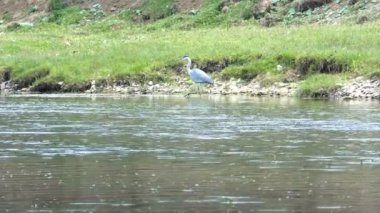 Gri balıkçıl nehirde suyun üzerinde yürüyor..