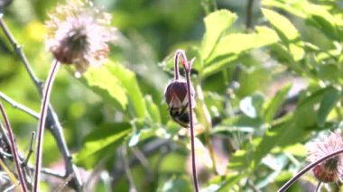 Bumblebee bir çan çiçeğinden nektar topluyor. Rüzgarlı güneşli yaz günü.