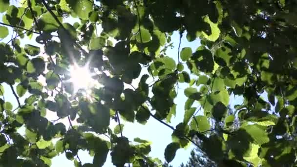 Rayos Sol Través Hojas Verdes Mira Desde Abajo Hacia Arriba — Vídeos de Stock