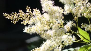 Güneş ışığında Sorbaria 'nın çiçek açan dalları. Sahte spiraea veya Sorbaria sorbifolia çiçekleri koyu arkaplanda.