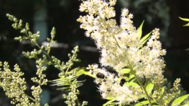 Bumblebee güneş ışığında Sorbaria 'nın çiçek açan dalından nektar toplar. Sahte spiraea ya da Sorbaria sorbifolia çiçekleri rüzgarlı güneşli yaz günü.