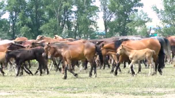 Un troupeau de chevaux paissent dans la prairie. Les chevaux mangent de l'herbe dans le pâturage.