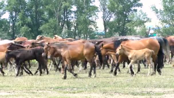 Hästar Betar Ängen Hästar Äter Gräs Fäladen — Stockvideo