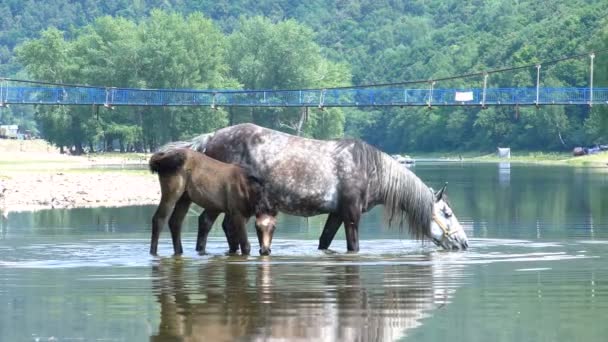 Koń Źrebakiem Stoi Rzece Pije Wodę Tle Górskiego Krajobrazu Mostem — Wideo stockowe