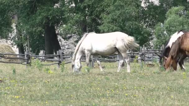 Білий Кінь Грає Лузі Коні Їдять Траву Пасовищі — стокове відео