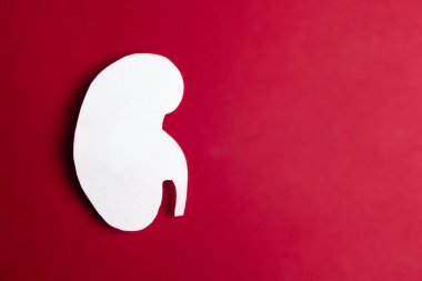 Kırmızı arka planda beyaz insan böbreği sembolü ve metin için CPase. Böbrek sağlığı konsepti. Düz yatış, üst görünüm.