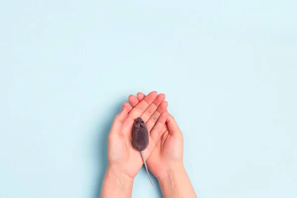 Mãos Femininas Com Rato Laboratório Sobre Fundo Azul Parem Com — Fotografia de Stock