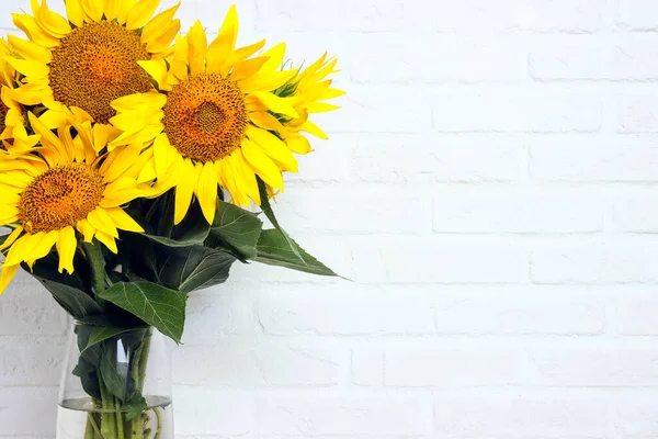 Los Girasoles Bordean Pared Blanca Copia Espacio Para Texto Vista — Foto de Stock