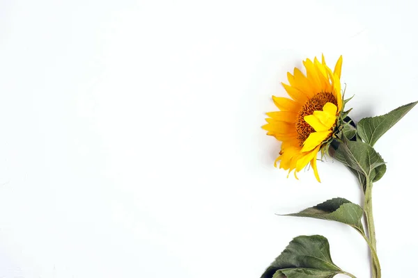 Beautiful sunflower on a  white background. View from above. Background with copy space.