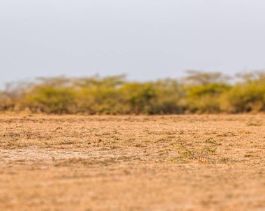 Çölde gezinen Hint Tilkisi