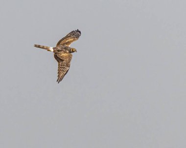 Montagu Harrier kanatlarının üst kısımlarını gösteriyor.
