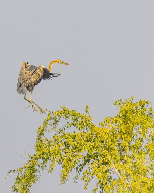 Mor balıkçıl bir ağaca konuyor.