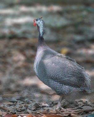 Miğferli Gine Portresi