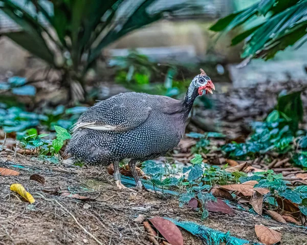 Bahçede bir Kask Gine tavuğu