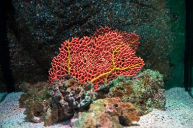 Kayalar ile Güzel Bir Okyanus kırmızı Corel Evleri