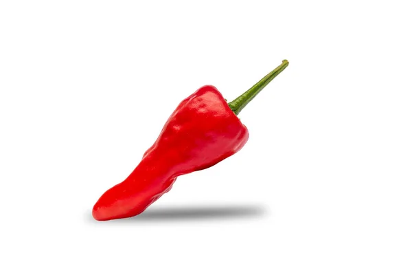 Red isolated chili pepper close up view with white background and copy space — Stock Photo, Image