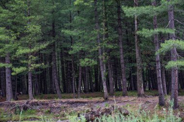 Yeşil vadinin içindeki orman doğa manzarası. Metnin için kopyalama alanı var.