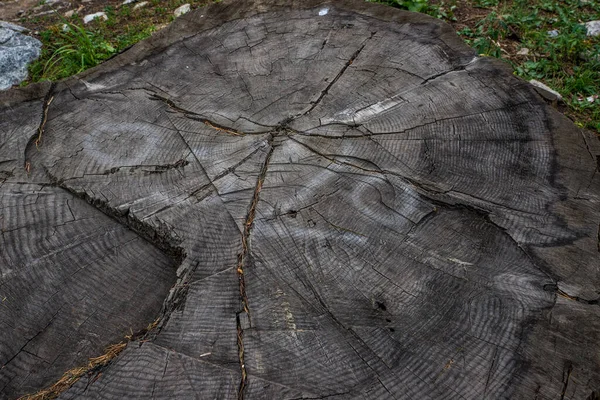 Крупный план естественной деревянной текстуры с нарезанным деревом фото — стоковое фото