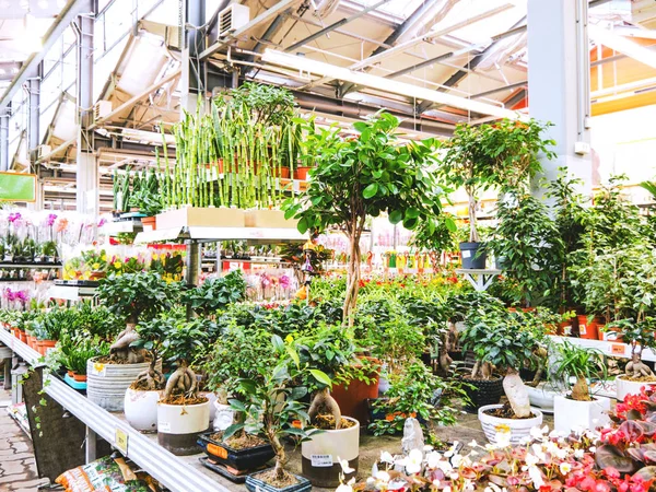 Plants in the garden department of hardware store. Abstract blurred hardware store shelves with garden goods as background