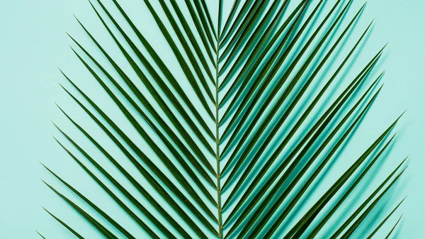 Palm leaves on pastel blue background, copy space