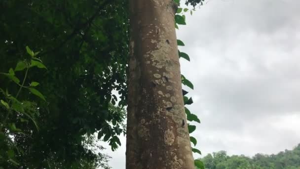 Die Raupe Sitzt Auf Dem Stamm Eines Großen Baumes Wald — Stockvideo