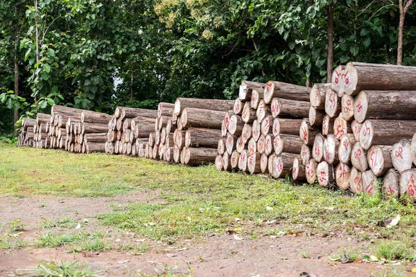 Logs Teca Ouro Cortado Pedaços Para Preparar Fábrica Para Fazer — Fotografia de Stock