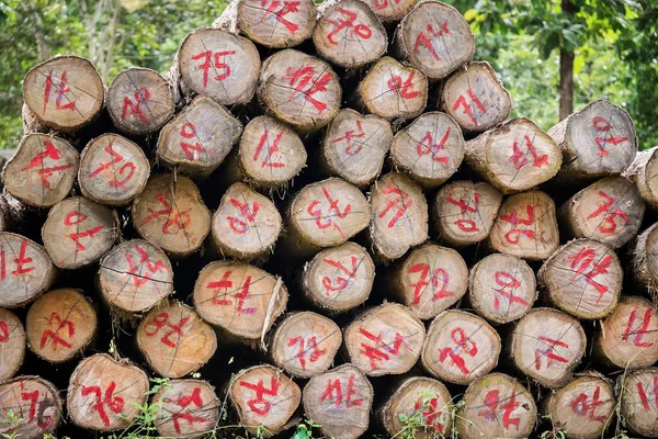 Logs Teca Ouro Cortado Pedaços Para Preparar Fábrica Para Fazer — Fotografia de Stock