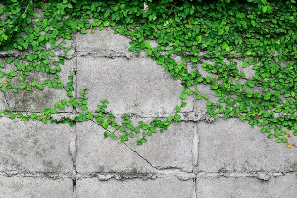 Bellezza Natura Dei Rampicanti Sul Muro — Foto Stock