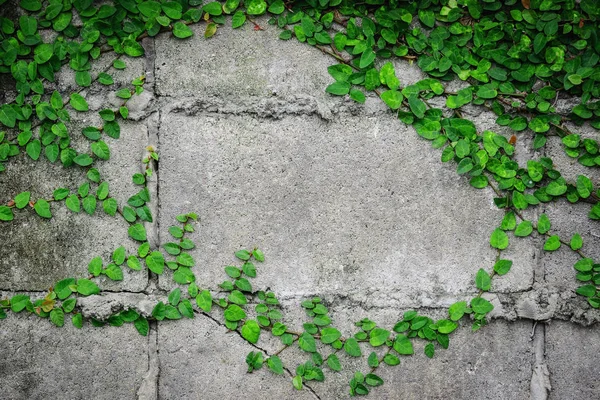 Creeper on the wall — Stock Photo, Image