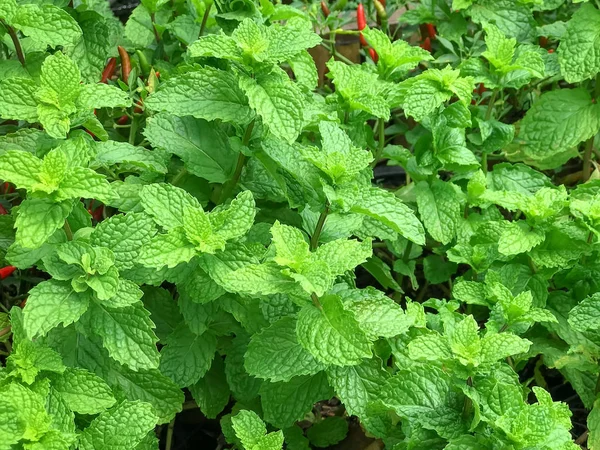 ペパーミントの葉 医薬品と化粧品の成分を作るに便利な緑の植物 — ストック写真