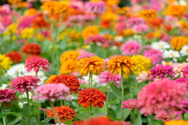 Bahçede Zinnia çiçek evi ve yer çünkü birçok yetiştirilen popüler bir çiçek olduğunu güzel renkler.