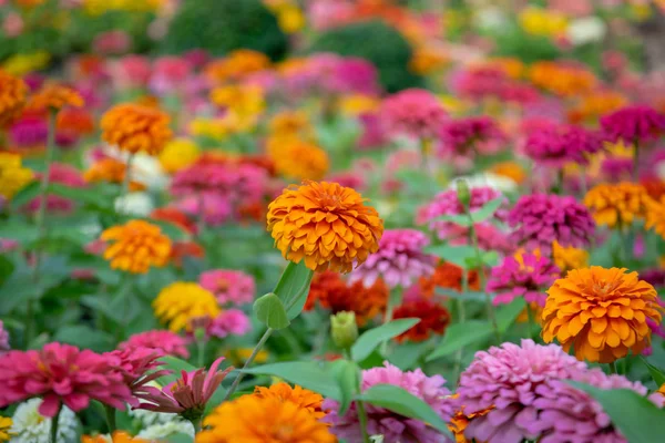 Bahçede Zinnia Çiçek Evi Yer Çünkü Birçok Yetiştirilen Popüler Bir — Stok fotoğraf