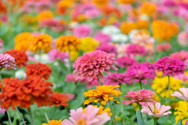 Bahçede Zinnia çiçek evi ve yer çünkü birçok yetiştirilen popüler bir çiçek olduğunu güzel renkler.