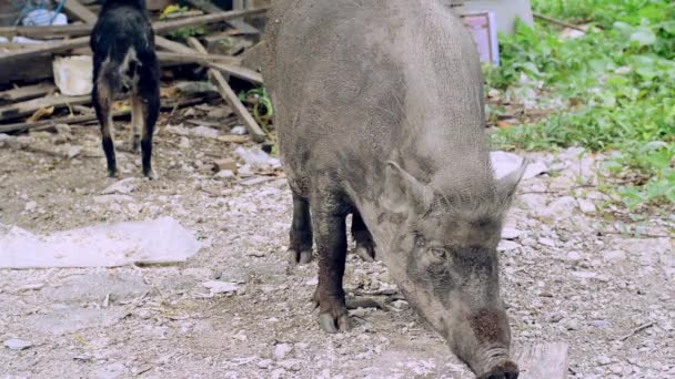 Large Female Wild Boar Dog Eating Food Humans Have Brought — Stock Video