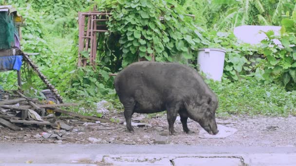 Large Female Boar Eating Food Humans Have Brought — Stock Video