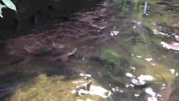 Belo Peixe Que Pode Ser Criado Como Hobby Uma Lagoa — Vídeo de Stock