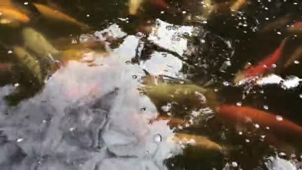 庭や家やレストランで魚の池で趣味として育てることができる美しい魚 — ストック動画