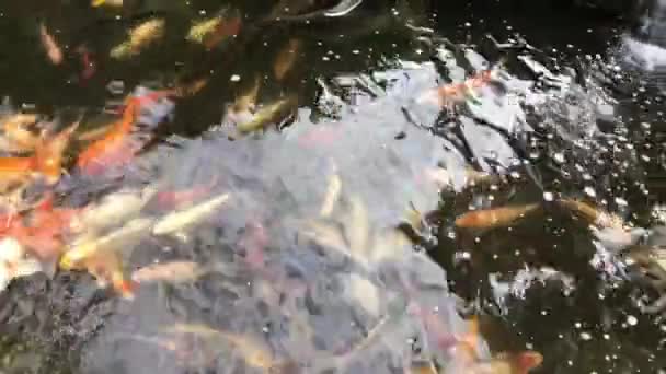 Fornecimento Alimentos Granulados Para Peixes Ornamentais Que Podem Ser Criados — Vídeo de Stock