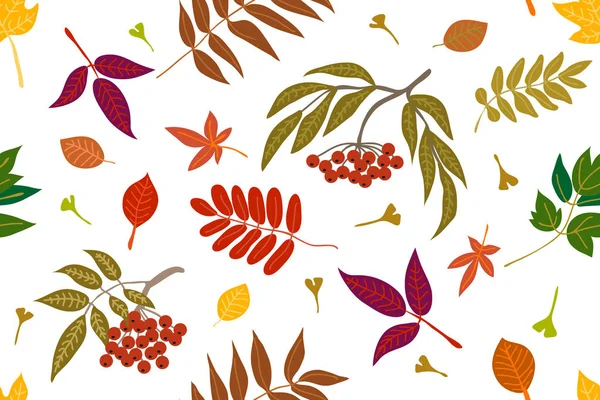 Kleurrijke bladeren en rowan op contrast achtergrond. — Stockvector