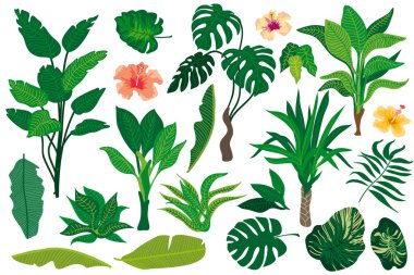 Tropik bitkiler kümesi.