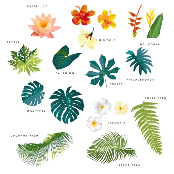 Zestaw Wektorowych Realistycznych Liści Tropikalnych Kwiatów Nazwami Odizolowanymi Białym Tle — Wektor stockowy