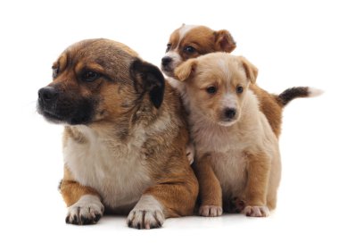 Beyaz arka planda izole edilmiş üç güzel yavru..