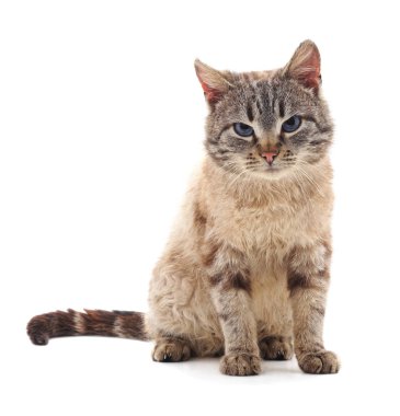 Güzel gri kedi beyaz bir arka planda izole edilmiş..